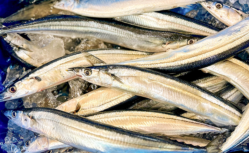 秋の味覚クイズ秋刀魚編：水揚げ量が最も多い場所は？