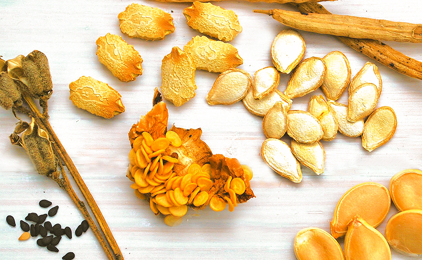 種だけを食べる食品は？