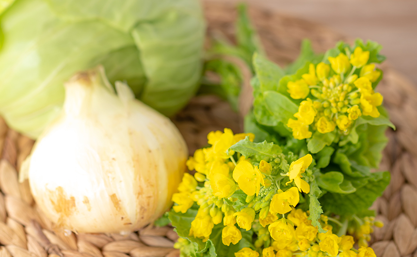 春野菜は子どものお弁当にぴったり